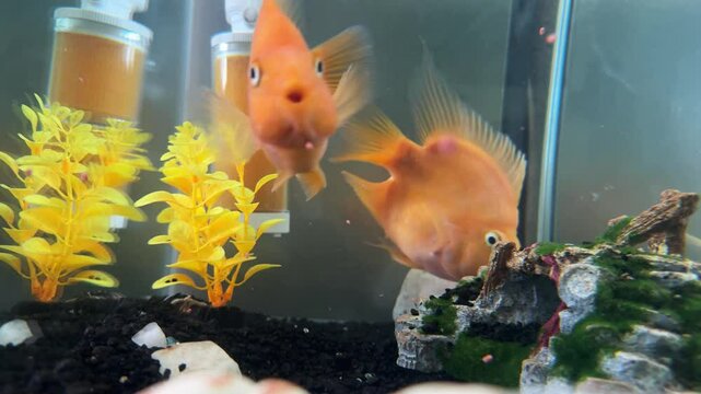 Two orange parrot fish swim in an aquarium, take small black pebbles in their mouths