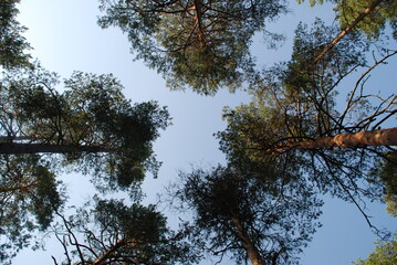 Sky above the pine trees. Summer day in the forest. Blue sky with clouds above the tops of tall pine trees. The trees have long brown trunks with curved branches on which green needles and cones grow.