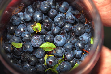 Blueberries in a transparent jar. Dark blue blueberries picked from bushes lie in a cylindrical glass jar. The jar is almost filled to the top with blueberries among it there are several green leaves.