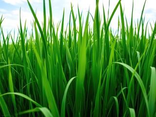 Fototapeta premium A lush green meadow with tall blades of grass stretching towards the sky, natural scenery, outdoor landscape, open space