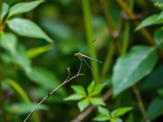 Delicate Long-tailed Sylph perched on a small twig amidst dense foliage, sylph, subtle texture