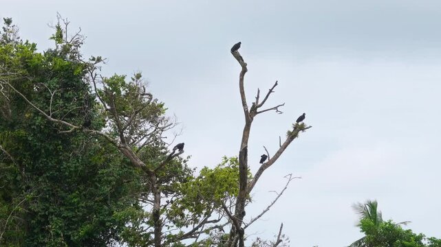 Experience the stunning beauty of Black Vultures Coragyps atratus as they perch majestically in the vibrant forests of Costa Rica, captured in breathtaking 4K resolution