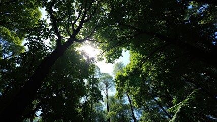 Fototapeta premium Dense foliage with sunlight filtering through the heart-shaped hole in a forest canopy, revealing a clear blue sky, serene, greenery