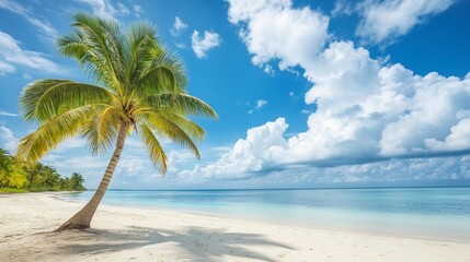 Fototapeta premium Freedom tropical beach background. Beautiful palm tree over white sand beach. Summer nature view