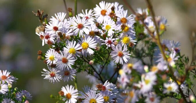 White daisy fleabane on a meadow during autumn sun