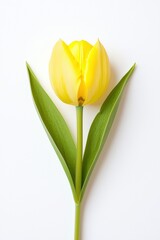 A vibrant yellow tulip against a white background, showcasing its delicate petals and green leaves, symbolizing beauty and renewal.