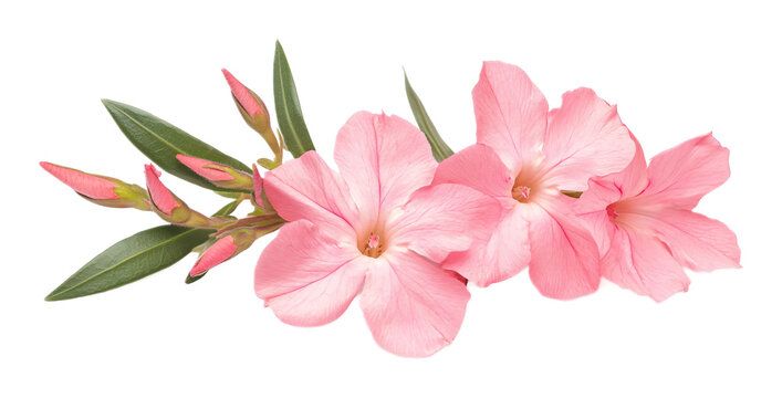 Pink oleander flower on a white background. isolated background.