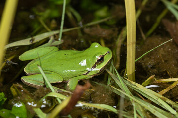 Hyla meridionalis - Mediterranean Treefrog - Rainette méridionale