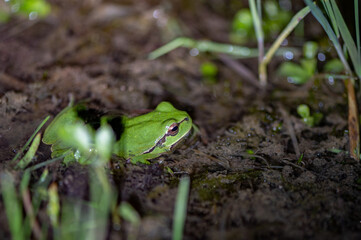 Hyla meridionalis - Mediterranean Treefrog - Rainette méridionale