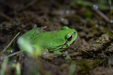 Hyla meridionalis - Mediterranean Treefrog - Rainette méridionale