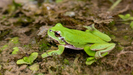 Hyla meridionalis - Mediterranean Treefrog - Rainette méridionale