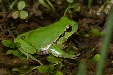 Hyla meridionalis - Mediterranean Treefrog - Rainette méridionale