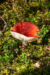 Close-up of pink russula in natural forest environment on green moss in lingonberry foliage, summer...