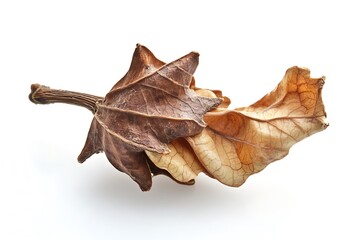 Fototapeta premium Carpinus betulus leaf isolated on a white background