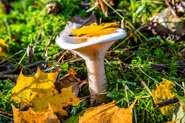 Lactarius mushroom mashroom with yellow maple leaves during autumn fall