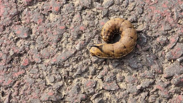 Convolvulus Hawk-moth (Agrius convolvuli). Hawk moth caterpillar on the asphalt