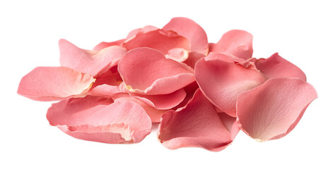 Fototapeta premium A pink rose, isolated on a white background