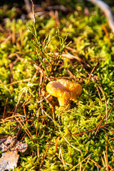 Cantharellus cibarius commonly known as the chanterelle or golden chanterelle growing in the forest