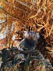 little monkey sticking tounge out