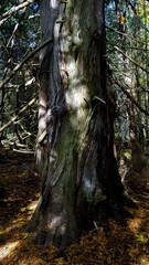 The delicate texture of a tree trunk is highlit under the sunlight