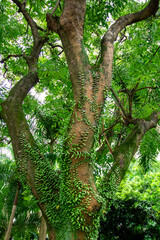 a tree with a fern growing on it and a tree with the word fern on it.