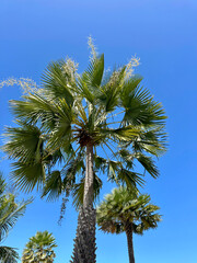 Carnauba Tree Against Blue Sky Background