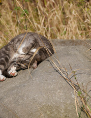 Cute taby cat laying on abig rock outdoors relaxing and sunbathing. Sunny weather. Pet photography. Gray cat.