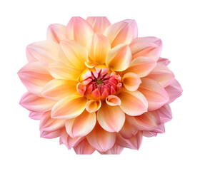 Fototapeta premium Pink and yellow dahlia flower on a transparent background. isolated background.