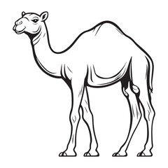 Fototapeta premium Camel line art vector on a white background