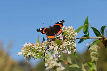 Red admiral butterfly (Vanessa Atalanta) perched on a white flower in Zurich, Switzerland