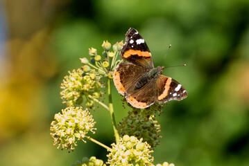 Red admiral butterfly (Vanessa Atalanta) perched on hedge (hedera helix) in Zurich, Switzerland