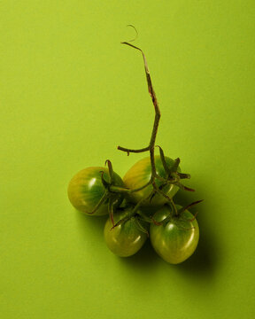 Green cherry tomatoes on branch on bright green