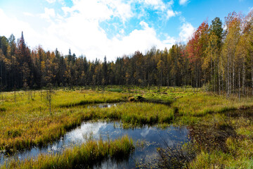 Russia Perm Krai swamp on a cloudy summer day