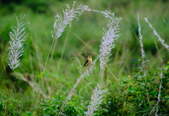 Baya Weaver bird on a Kaash flower stalk