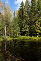 Russia Perm Krai swamp on a cloudy summer day