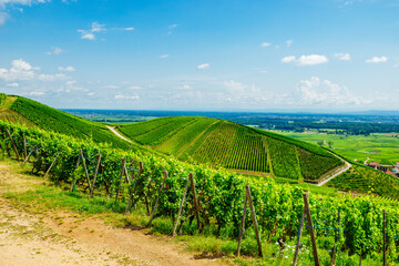 sunny french vineyards in alsace