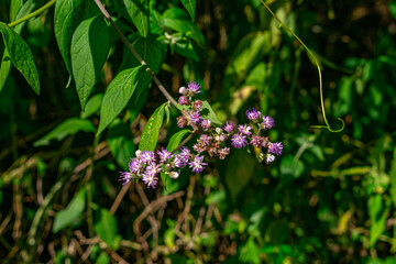 flor silvestre lilás