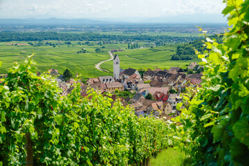 sunny french vineyards in alsace