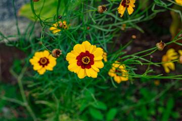 flor amarela com meio vermelho em jardim