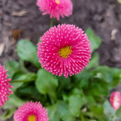  Close-Up of Bright Pink Bellis Perennis Flower Blooming in Garden © Катерина Тарасенко