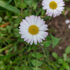 White Bellis Perennis Daisy Flower with Yellow Center in Garden Close-Up © Катерина Тарасенко