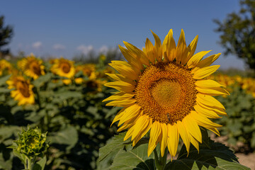 Fototapeta premium Sunflowers in the field close-up, agriculture, harvest, bright, beautiful, summer, spring, nature, village, yellow