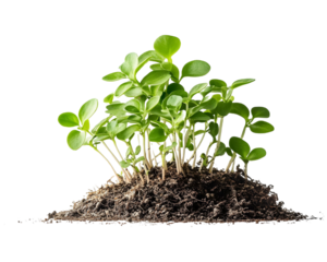 Plant with support on a transparent background. isolated background.