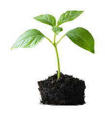 Plant with support on a transparent background. isolated background.