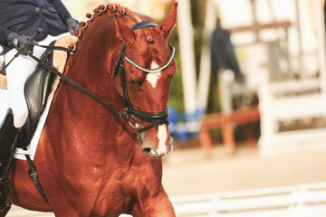 Rider landing and horse control. Horse riding class. Show ring on equestrian. Beautiful mane