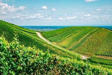 sunny french vineyards in alsace