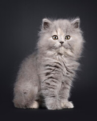 Adorable blue tortie British Longhair kitten, sitting sitting up facing side ways. Looking towards camera with sweet and friendly expression. Isolated on a black background.