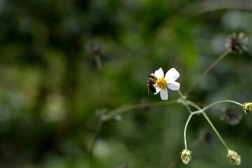 butterfly on a flower