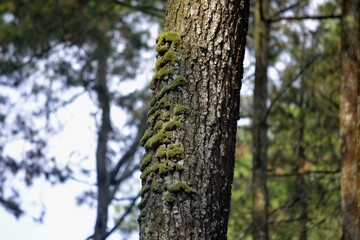 tree in the forest