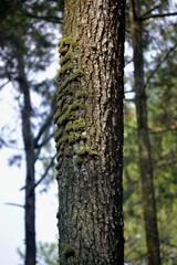 tree trunk in the forest